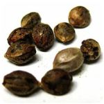 Семена марихуаны АК-47 (Seeds AK-47) в Омске Семена марихуаны АК-47 (Seeds AK-47) в Омске